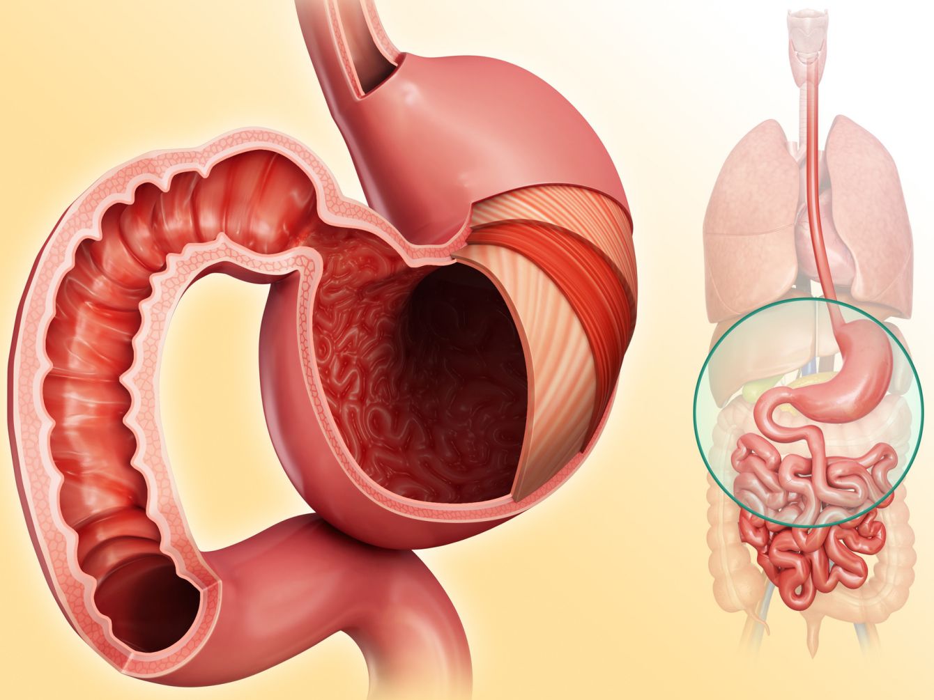 پاورپوینت  آناتومی و فیزیولوژی دستگاه گوارش