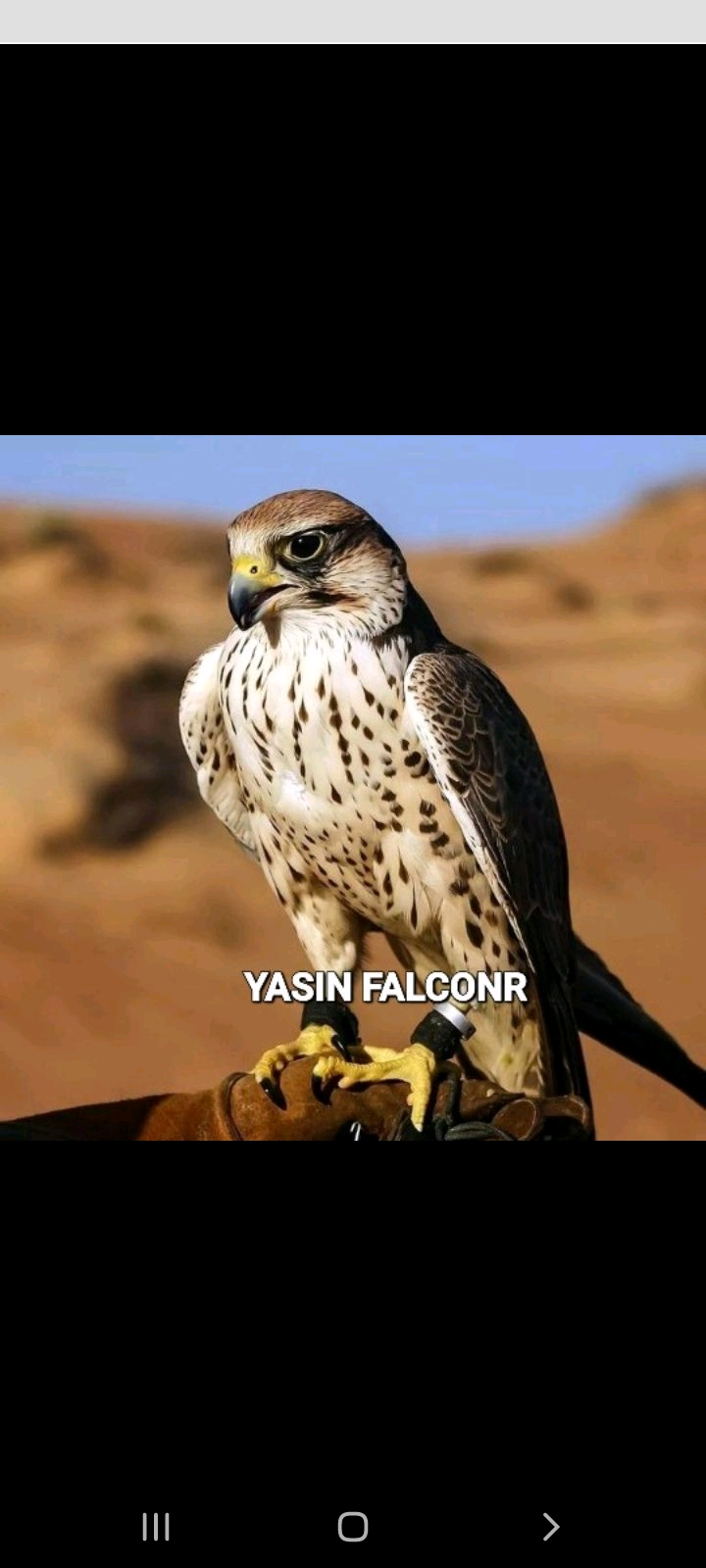 قوشبازی در صحرا و قوشخانه 286 صفحه pdf