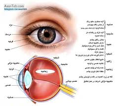 پاورپوینت جامع و کامل ساختمان چشم انسان