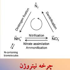 پاورپوینت کنفرانس چرخه نیتروژن و کاربردهای آن (ppt) 15 اسلاید
