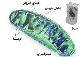 پاورپوینت زنجیره انتقال الکترون (ppt) 14 اسلاید