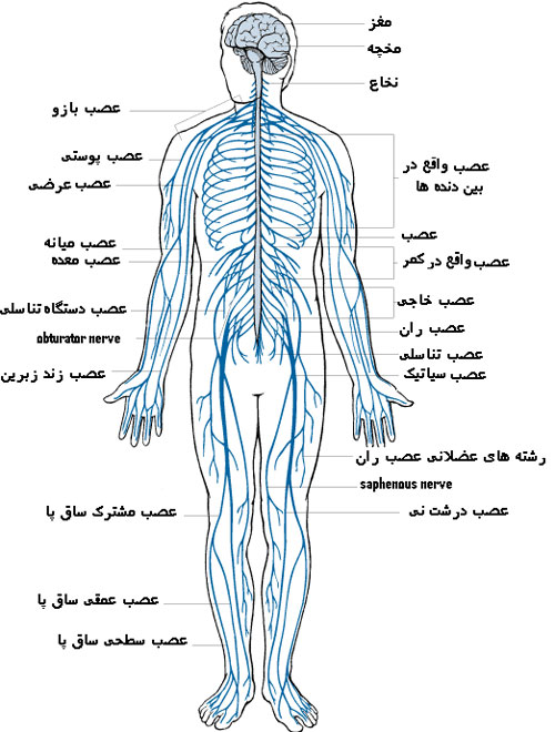 پاورپوینت دستگاه عصبی یا سیستم عصبی یا سامانهٔ عصبی