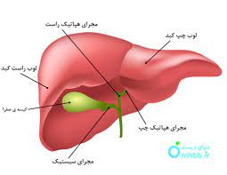 پاورپوینت کبد ، دستگاه صفراوی ، و لوزالمعده طرح های بافت شناسی آزار کبدی