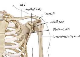 پاورپوینت استخوان ترقوه