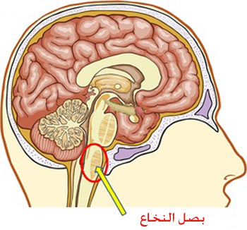 پاورپوینت بصل النخاع MEDULLA OBLANGATA